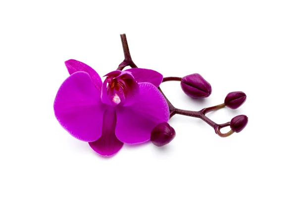 Красивая Розовая Орхидея Белом Фоне — стоковое фото