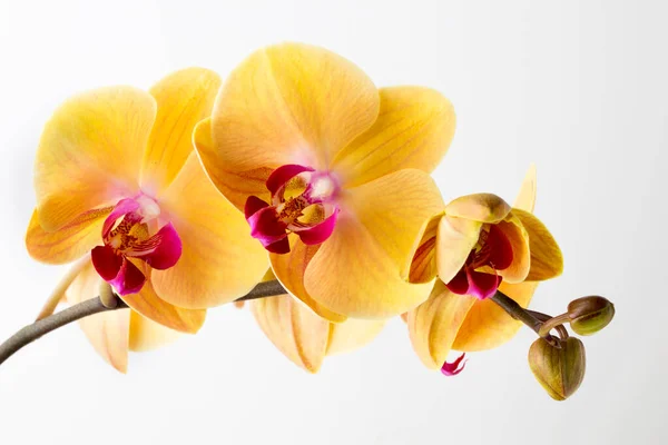 Hermosa Orquídea Amarilla Sobre Fondo Blanco —  Fotos de Stock