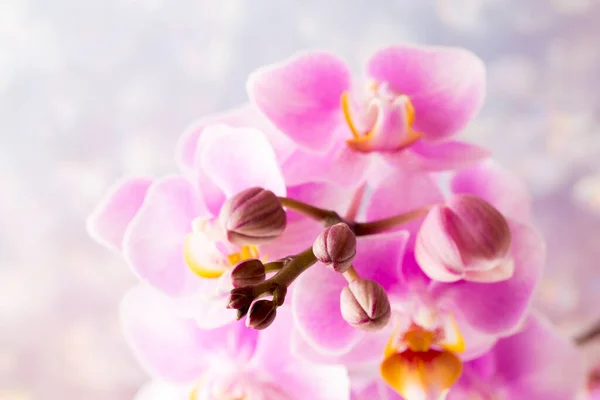 Hermosa Orquídea Rosa Sobre Fondo Gris —  Fotos de Stock