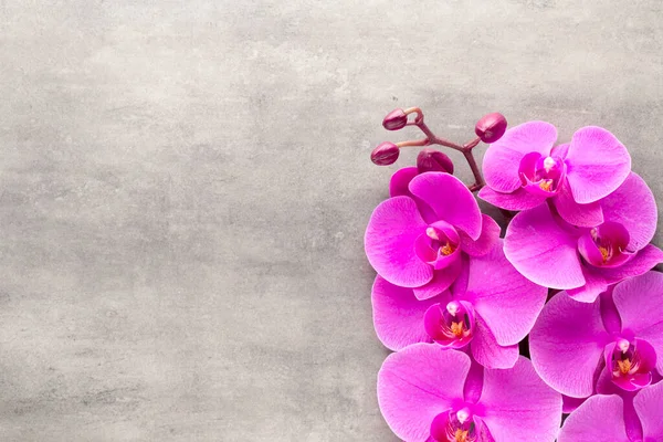 Hermosa Orquídea Rosa Sobre Fondo Gris —  Fotos de Stock