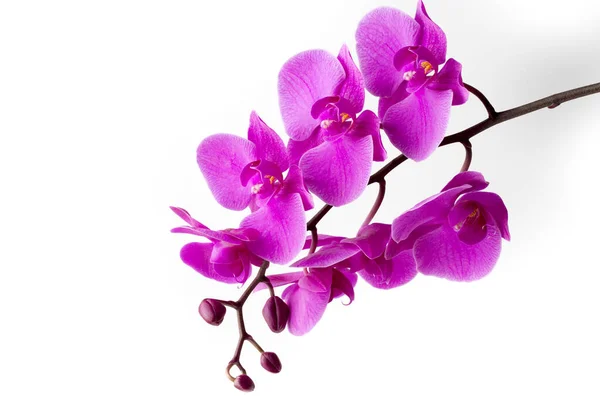 Hermosa Orquídea Rosa Sobre Fondo Blanco — Foto de Stock