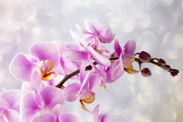 Piękna Różowa Orchidea Szarym Tle — Zdjęcie stockowe