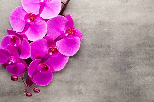 Schöne Rosa Orchidee Auf Grauem Hintergrund — Stockfoto