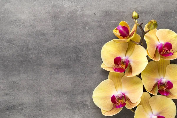 Beautiful Pink Orchid Gray Background — Stock Photo, Image