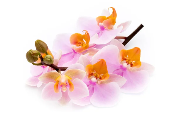 Beautiful Pink Orchid White Background — Stock Photo, Image