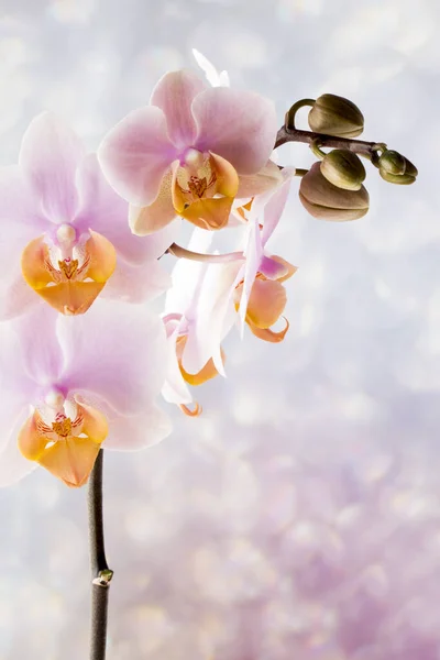 Hermosa Orquídea Rosa Sobre Fondo Gris —  Fotos de Stock