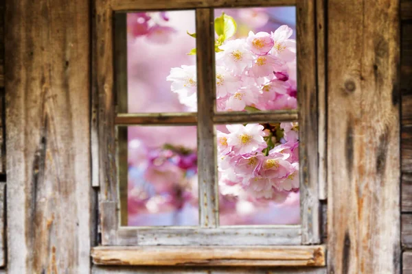 White window nature Stock Photos, Royalty Free White window nature ...