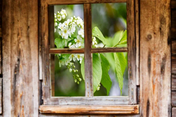 Ahşap Pencere Çerçevesi Bahar Çiçek Açan Ağaçlar — Stok fotoğraf