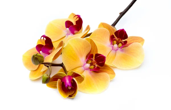 Beautiful Yellow Orchid White Background — Stock Photo, Image