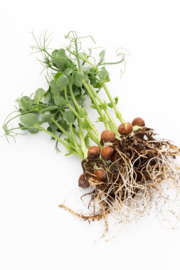 Beyaz arka planda organik bezelye filizleri.