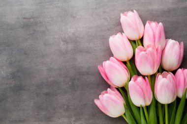  Gri arkaplanda pembe laleler.