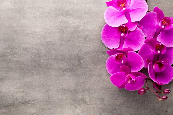 Hermosa Orquídea Rosa Sobre Fondo Gris — Foto de Stock