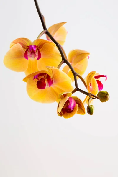 Beautiful Yellow Orchid White Background — Stock Photo, Image