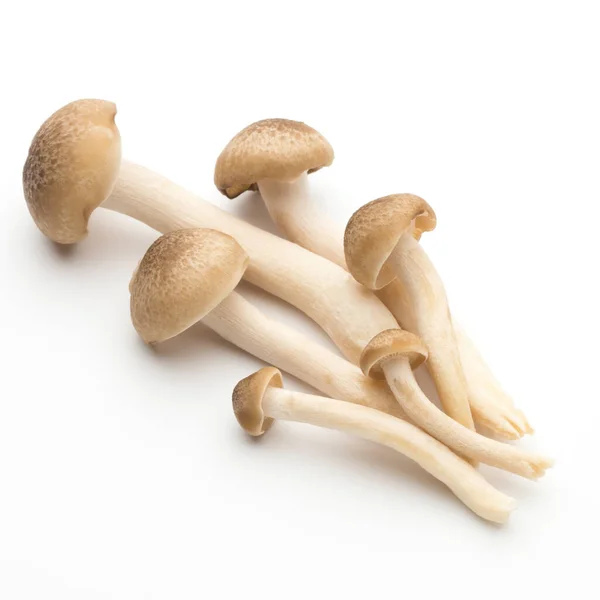 Fungus Isolated Background — Stock Photo, Image