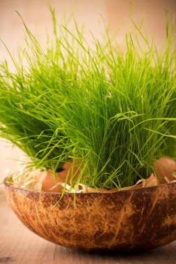 Yeşil çim yumurta kabuğunun Paskalya kompozisyonu.