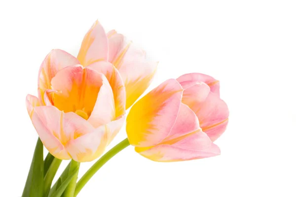 Tulips Isolated White Background — Stock Photo, Image