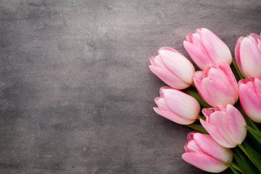  Gri arkaplanda pembe laleler.