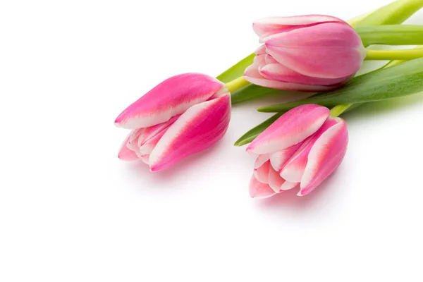 Blumen Tulpen Auf Weißem Hintergrund — Stockfoto