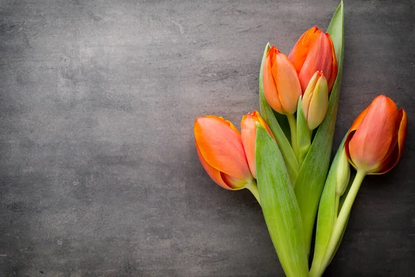 Orange Tulips Grey Background — Stock Photo, Image