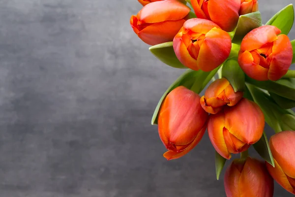 Orange Tulips Grey Background — Stock Photo, Image