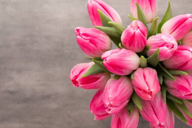 Gri arkaplanda pembe lale.