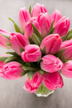 Gri arkaplanda pembe lale.