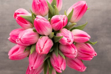 Gri arkaplanda pembe lale.