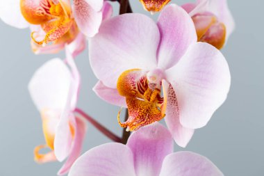 Gri arkaplanda orkide çiçeği.