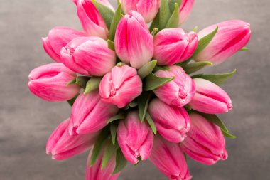 Gri arkaplanda pembe lale.