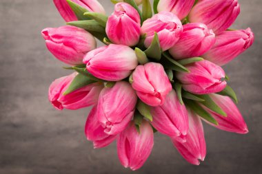 Gri arkaplanda pembe lale.