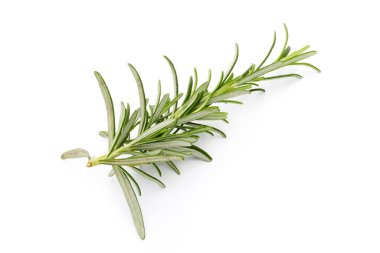 İzole edilmiş beyaz arkaplanda biberiye dalı. 