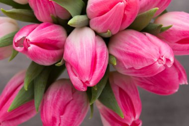 Gri arkaplanda pembe lale.