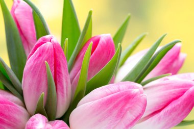 Bahar çiçekleri. Bokeh arka planında lale buketi.