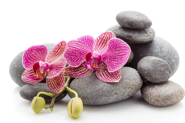 Wellness Massagesteine Und Orchidee Isoliert Auf Weißem Hintergrund — Stockfoto