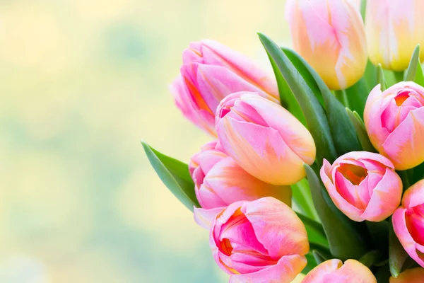 Spring Flowers Tulip Bouquet Bokeh Background — Stock Photo, Image