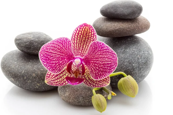 Spa Masage Stones Orchid Isolated White Background Royalty Free Stock Images