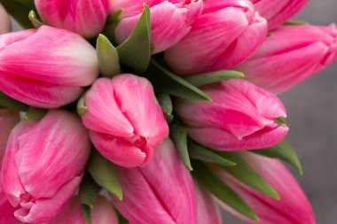 Gri arkaplanda pembe lale.