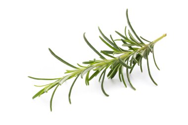 İzole edilmiş beyaz arkaplanda biberiye dalı. 