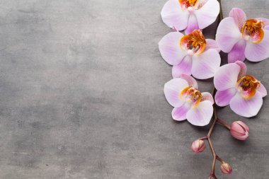 Gri arkaplanda orkide temalı nesneler.
