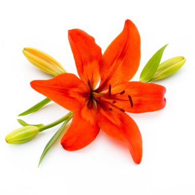 Tomurcuklu Lilly çiçeği beyaz bir arkaplanda izole edilmiş.