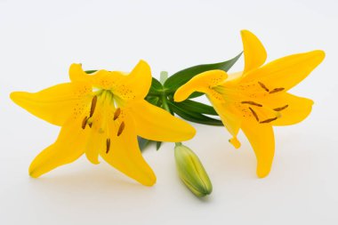 Beyaz arka planda tomurcukları olan Lilly çiçeği..