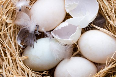 Ördek yumurtaları yuvası, bahar Paskalya sembolü.