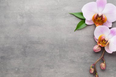 Gri arkaplanda orkide temalı nesneler.