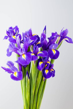 Sarı arka planda Iris çiçeği.