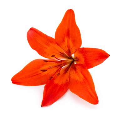 Tomurcuklu Lilly çiçeği beyaz bir arkaplanda izole edilmiş.