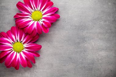 Sarı arka planda pembe kasımpatı.