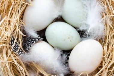 Ördek yumurtaları yuvası, bahar Paskalya sembolü.