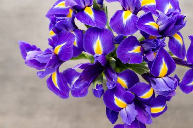 Arka planda mor iris çiçek vazosu var..