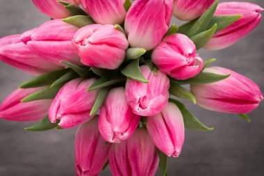 Gri arkaplanda pembe lale.