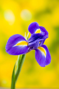 Sarı arka planda Iris çiçeği.